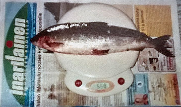 Record photograph for Coregonus albula